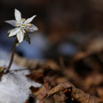 Découvrez notre nouvel article et sentez le printemps se glisser dans vos vies !