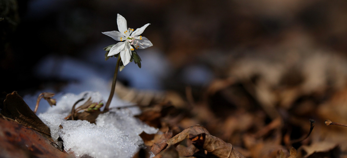 Découvrez notre nouvel article et sentez le printemps se glisser dans vos vies !